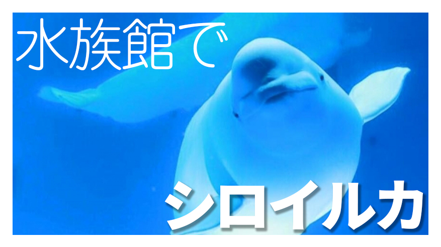 浜田といえばアクアスのシロイルカが有名です 西日本で唯一シロイルカが見られる場所です 浜田探検隊